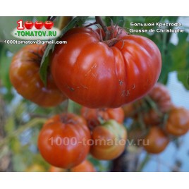 Томат БОЛЬШОЙ КРИСТОФА