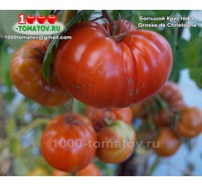 Томат БОЛЬШОЙ КРИСТОФА
