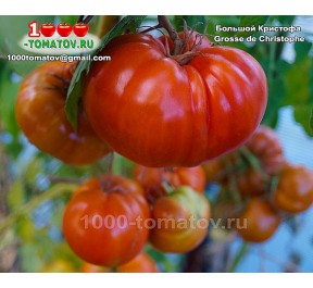 Томат БОЛЬШОЙ КРИСТОФА Томат БОЛЬШОЙ КРИСТОФА