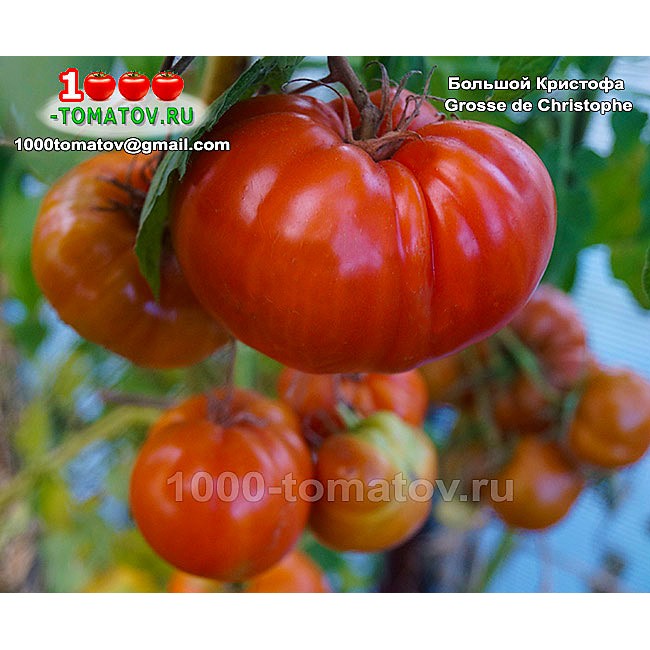 Томат БОЛЬШОЙ КРИСТОФА Томат БОЛЬШОЙ КРИСТОФА