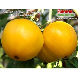 Томат БОЛЬШОЙ ЛИМОННЫЙ ОКСХАРТ Huge lemon Оxheart