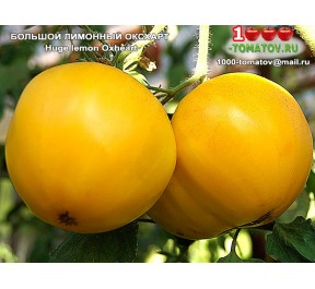 Томат БОЛЬШОЙ ЛИМОННЫЙ ОКСХАРТ Huge lemon Оxheart