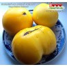 Томат БОЛЬШОЙ ЛИМОННЫЙ ОКСХАРТ Huge lemon Оxheart Томат БОЛЬШОЙ ЛИМОННЫЙ ОКСХАРТ Huge lemon Оxheart