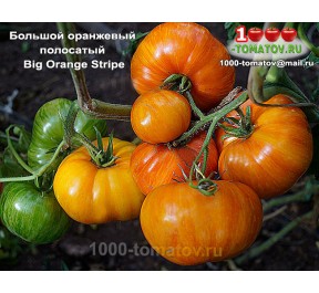 Томат БОЛЬШОЙ ОРАНЖЕВЫЙ ПОЛОСАТЫЙ Томат БОЛЬШОЙ ОРАНЖЕВЫЙ ПОЛОСАТЫЙ