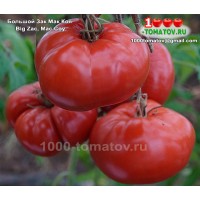 Томат БОЛЬШОЙ ЗАК МАК  КОЯ