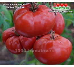 Томат БОЛЬШОЙ ЗАК МАК  КОЯ