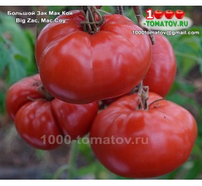 Томат БОЛЬШОЙ ЗАК МАК  КОЯ