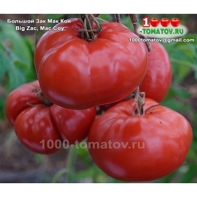 Томат БОЛЬШОЙ ЗАК МАК  КОЯ