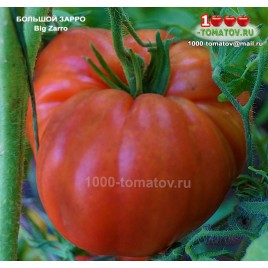 Томат БОЛЬШОЙ ЗАРРО