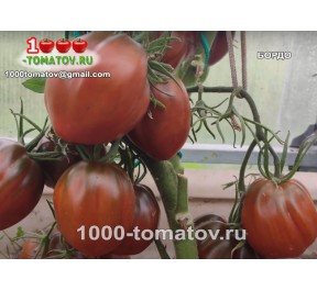 Томат БОРДО