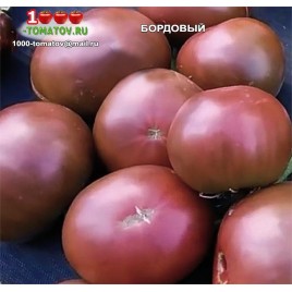 Томат БОРДОВЫЙ
