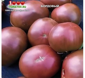 Томат БОРДОВЫЙ