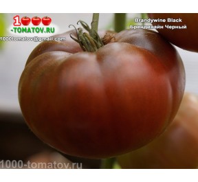 Томат БРЕНДИВАЙН ЧЁРНЫЙ Brandywine Black