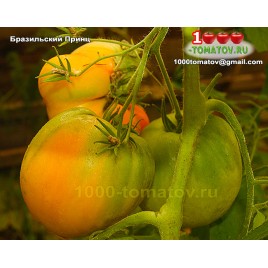 Томат БРАЗИЛЬСКИЙ ПРИНЦ Томат БРАЗИЛЬСКИЙ ПРИНЦ