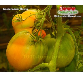 Томат БРАЗИЛЬСКИЙ ПРИНЦ