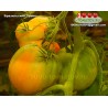 Томат БРАЗИЛЬСКИЙ ПРИНЦ