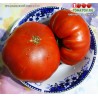 Томат БРАЗИЛЬСКИЙ ВЕЛИКАН Томат БРАЗИЛЬСКИЙ ВЕЛИКАН