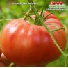 Томат БРАЗИЛЬСКИЙ ВЕЛИКАН Томат БРАЗИЛЬСКИЙ ВЕЛИКАН