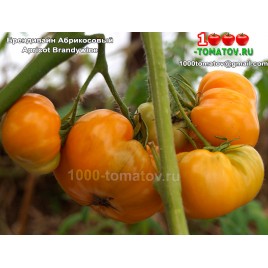 Томат БРЕНДИВАЙН АБРИКОСОВЫЙ Apricot Brandywine