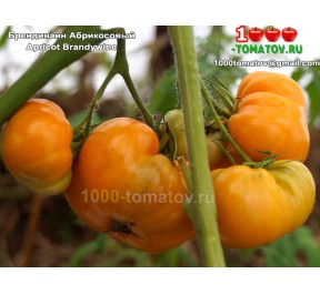 Томат БРЕНДИВАЙН АБРИКОСОВЫЙ Apricot Brandywine