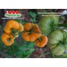 Томат БРЕНДИВАЙН АБРИКОСОВЫЙ Apricot Brandywine
