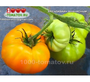 Томат БРЕНДИВАЙН АНАНАСНЫЙ Томат БРЕНДИВАЙН АНАНАСНЫЙ