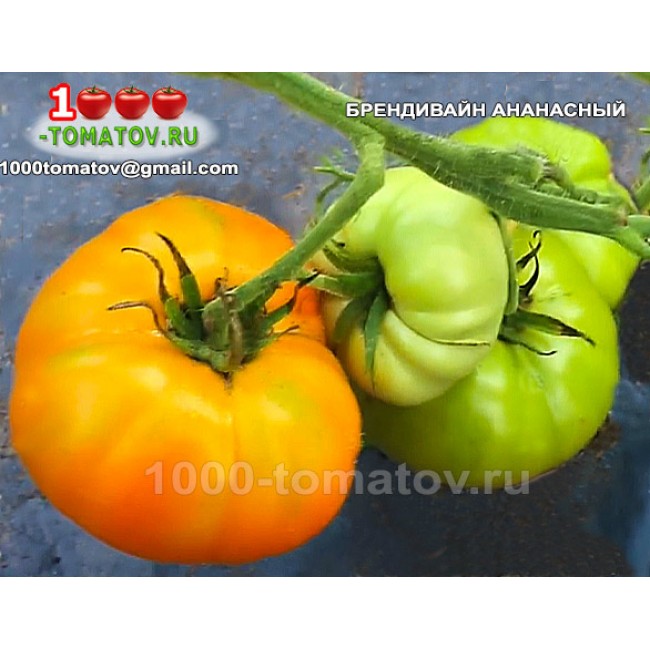 Томат БРЕНДИВАЙН АНАНАСНЫЙ Томат БРЕНДИВАЙН АНАНАСНЫЙ
