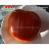 Томат БРИЛЛИАНТ ОПЕДИСАНО Diamante Oppedisano 