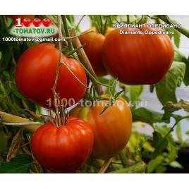 Томат БРИЛЛИАНТ ОПЕДИСАНО Diamante Oppedisano Томат БРИЛЛИАНТ ОПЕДИСАНО Diamante Oppedisano