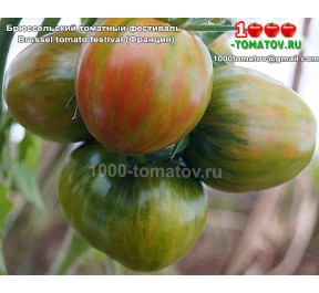 Томат БРЮССЕЛЬСКИЙ ТОМАТНЫЙ ФЕСТИВАЛЬ  Brussel tomato festival