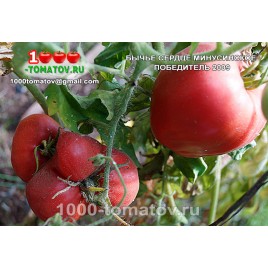 Томат БЫЧЬЕ СЕРДЦЕ МИНУСИНСКОЕ ПОБЕДИТЕЛЬ 2009