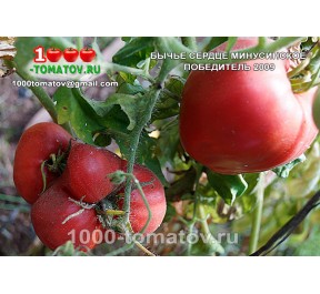 Томат БЫЧЬЕ СЕРДЦЕ МИНУСИНСКОЕ ПОБЕДИТЕЛЬ 2009