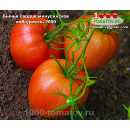 Томат БЫЧЬЕ СЕРДЦЕ МИНУСИНСКОЕ ПОБЕДИТЕЛЬ 2009 Томат БЫЧЬЕ СЕРДЦЕ МИНУСИНСКОЕ ПОБЕДИТЕЛЬ 2009