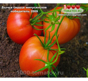 Томат БЫЧЬЕ СЕРДЦЕ МИНУСИНСКОЕ ПОБЕДИТЕЛЬ 2009 Томат БЫЧЬЕ СЕРДЦЕ МИНУСИНСКОЕ ПОБЕДИТЕЛЬ 2009