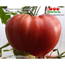 Томат БУФФАЛО СЕРДЦЕ ГИГАНТ