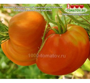 Томат Берджесс колоссальный красный улучшенный 
