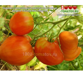 Томат Берджесс колоссальный красный улучшенный 