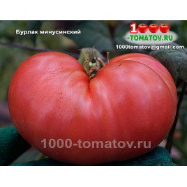 Томат БУРЛАК МИНУСИНСКИЙ