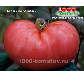 Томат БУРЛАК МИНУСИНСКИЙ