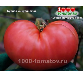 Томат БУРЛАК МИНУСИНСКИЙ Томат БУРЛАК МИНУСИНСКИЙ