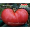Томат БУРЛАК МИНУСИНСКИЙ Томат БУРЛАК МИНУСИНСКИЙ
