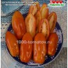 Томат БУТЫЛОЧНЫЙ ИЗ КАСТЕЛЛАМОНТЕ 