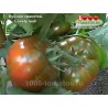 Томат БУЙНАЯ КРАСОТКА