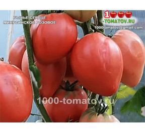 Томат БЫЧЬЕ СЕРДЦЕ МИНУСИНСКОЕ РОЗОВОЕ