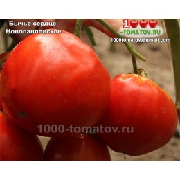 Томат БЫЧЬЕ СЕРДЦЕ НОВОПАВЛОВСКОЕ