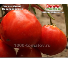 Томат БЫЧЬЕ СЕРДЦЕ НОВОПАВЛОВСКОЕ