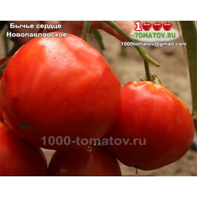 Томат БЫЧЬЕ СЕРДЦЕ НОВОПАВЛОВСКОЕ