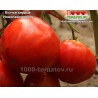 Томат БЫЧЬЕ СЕРДЦЕ НОВОПАВЛОВСКОЕ