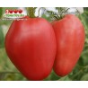 Томат БЫЧЬЕ СЕРДЦЕ СОВЕТСКОЕ