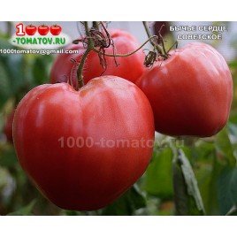 Томат БЫЧЬЕ СЕРДЦЕ СОВЕТСКОЕ